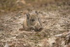 Wildschwein