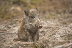 Wildschwein