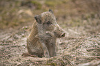 Wildschwein