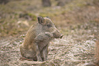 Wildschwein