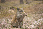 Wildschwein