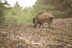 Wildschwein
