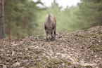 Wildschwein