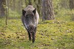 Wildschwein
