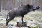 Wildschwein