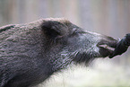 Wildschwein