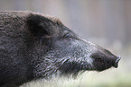 Wildschwein