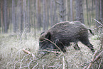 Wildschwein