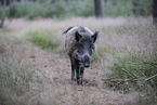 Wildschwein