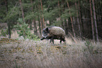 Wildschwein