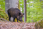 Wildschwein