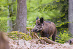 Wildschwein