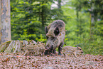 Wildschweine
