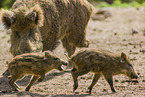 Wildschweine