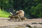 Wildschweine