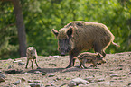 Wildschweine