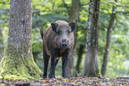 Wildschwein