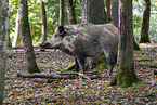 Wildschwein