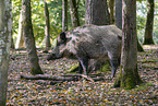 Wildschwein