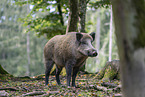 Wildschwein