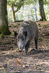 Wildschwein