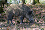 Wildschwein