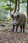 Wildschwein