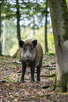 Wildschwein