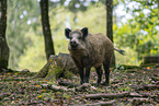 Wildschwein