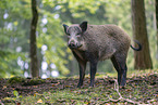 Wildschwein