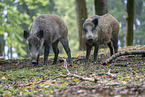 Wildschwein