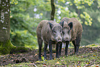 Wildschwein