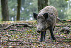 Wildschwein