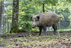 Wildschwein