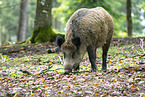 Wildschwein