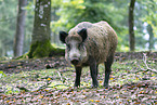 Wildschwein