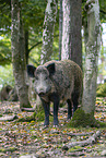 Wildschwein