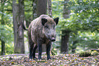 Wildschwein