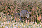 Wildschweine