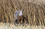 Wildschweine