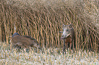 Wildschweine