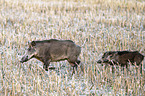 Wildschweine