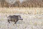 Wildschwein