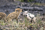 Wildschweine