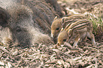 Wildschweine