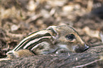 Wildschwein