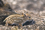 Wildschweine