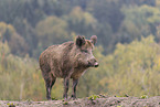 Wildschwein