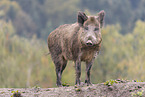 Wildschwein