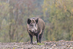 Wildschwein